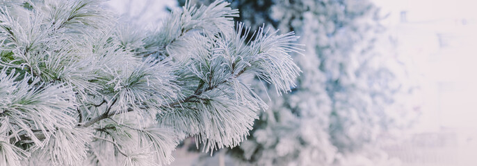 Winter panorama of pine branches with snow and frost on a light background for decorative design