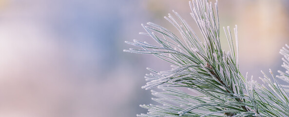 Winter panorama of pine branches with snow and frost on a light background for decorative design