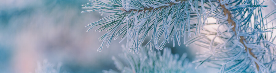 Winter panorama of pine branches with snow and frost on a light background for decorative design