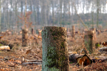 A selective focus shot of a sawn off tree in a cleared forest - stockphoto