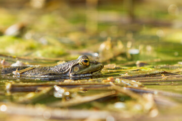 The green toad lies on the surface of the pond among the reeds.