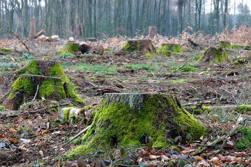 Tree stumps covered with moss in a cleared forest owing to dryness and bark beetle infestation in times of climate change and forest dieback - stockphoto