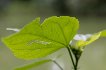 Detalhes da folha de uma planta comida por inseto