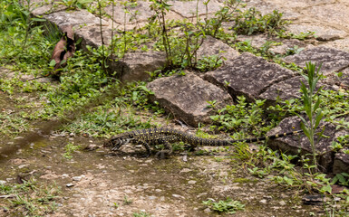 Lagarto fotografado dentro de um parque 