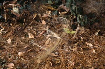 Blonde hair on bright green leaves and pine needles