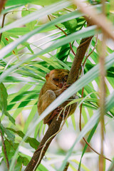 a small brown animal on a plant