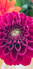Pink purple Dahlia flower