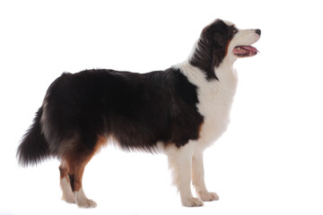 Australian shepherd dog standing sideways