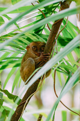 a brown and white squirrel on a branch