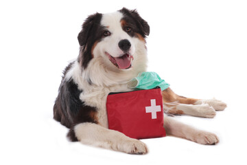 australian shepherd dog with emergency kit