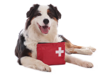 australian shepherd dog with emergency kit