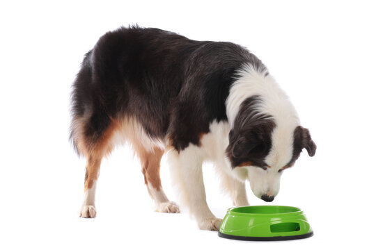 Dog Eating Food Out Of Dog Bowl