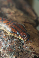 Rainbow Boa Snake - Epicrates cenchria cenchria climbs the bark of a tree and has its tongue out.