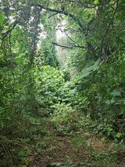 footpath in the forest