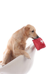 Cute golden dog retriever sitting on a white armchair with a first aid kit