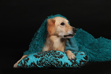Cute golden retriver lying on a turquoise pillow under a green blanket