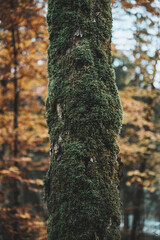 Mischwald in Herbst im Allgäu am Freibergsee