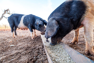 Faixat breed pig, Llucmajor, Mallorca, Balearic Islands, Spain