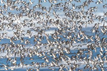 Fototapeta premium Larger Flock of Dunlins (Calidris alpina)