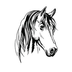 Horse portrait black and white. Monochrome Illustration Vector Sketch hand drawn.Graphics, giclee, invitation