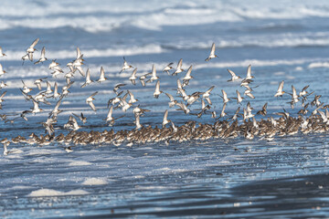 Larger Flock of Dunlins (Calidris alpina)