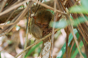 a koala bear in a tree