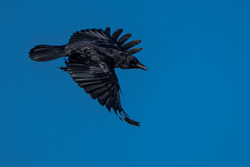 Fototapeta premium American Crow (Corvus brachyrhynchos) in Flight