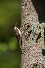 Waldbaumläufer in der Eifel
