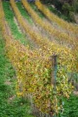 Fototapeta na wymiar vineyard lines, Lloret de Vista Alegre, Mallorca, Balearic Islands, Spain