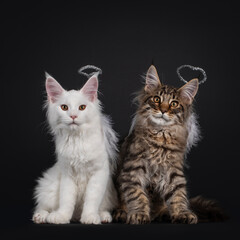 Fototapeta na wymiar Solid white and black tabby Maine Coon cat kittens, wearing silver halo and white feathjer wings as angels. Looking at camera. Isolated on black background.