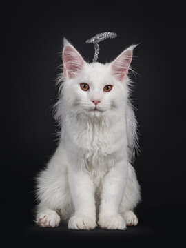 Solid white Maine Coon cat kitten, wearing silver halo and white feathjer wings as angel. Looking at camera. Isolated on black background.