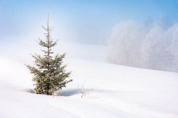 spruce tree in mist on a snow covered hill. fairy tale winter mountain scenery. frosty weather on a sunny morning