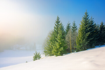 trees in morning mist on a snow covered hill. beautiful winter landscape on a sunny weather