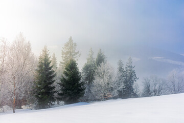 Fototapeta na wymiar trees in mist on a snow covered hill. fairy tale winter mountain scenery. frosty weather on a sunny morning