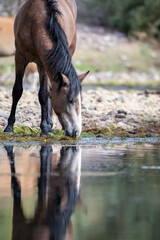 Obraz na płótnie Canvas Salt river wild horse