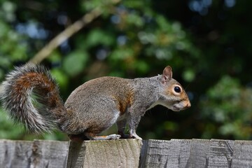 Squirrel on lookout