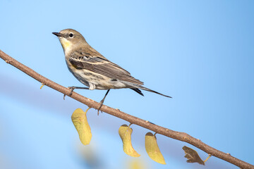 Fototapeta premium Yellow-rumped warbler