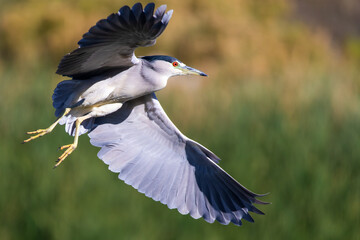 Black-crowned night-heron flight
