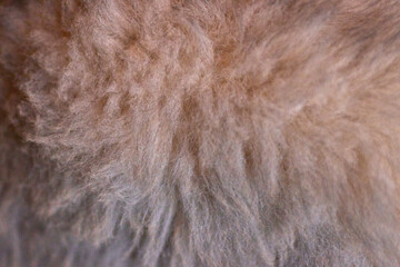 texture fur