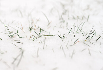 Grass frozen under the ice snow.