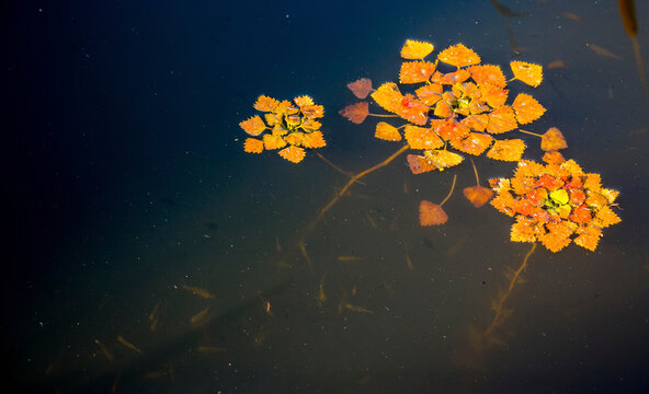 
Autumn chillim with orange leaves on the surface of the reservoir. In the slanting sunset rays of the sun, fish fry swim around it. Water chestnut, or chilim (lat.Trapa natans) is an annual aquatic.