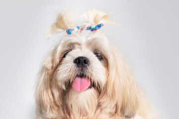 Naklejka na ściany i meble Shih tzu show class dog White portrait at studio on white background