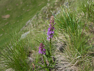 The fragrant orchid or marsh fragrant orchid, Gymnadenia conopsea pink flower in bloom on the alpine meadow, austria tyrol