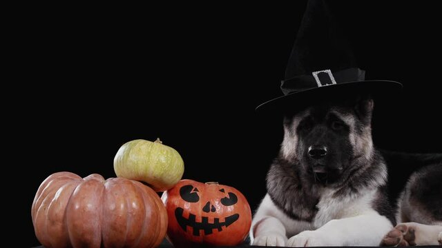 A charming American Akita in a witch hat lies in the studio on a black background near three pumpkins. One of the pumpkins has a scary face painted on it. Halloween night concept. Close up.