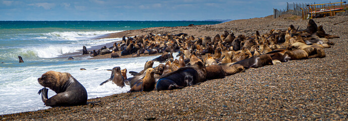 group of sea lions resting on a beach in Caleta Olivia in the Patagonia