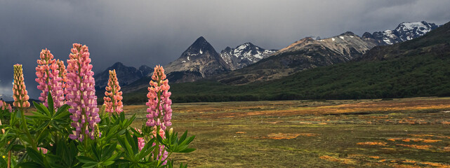 lupine flowers in a peat bog with mountains in the background Tierra del Fuego Island Ushuaia © Erlantz