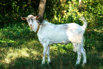 Fototapeta premium goat, animal, farm, grass, white, meadow, mammal, agriculture, green, field, nature, young, rural, kid, domestic, pasture, goats, animals, grazing, summer, cute, sheep, rural area, spring , country