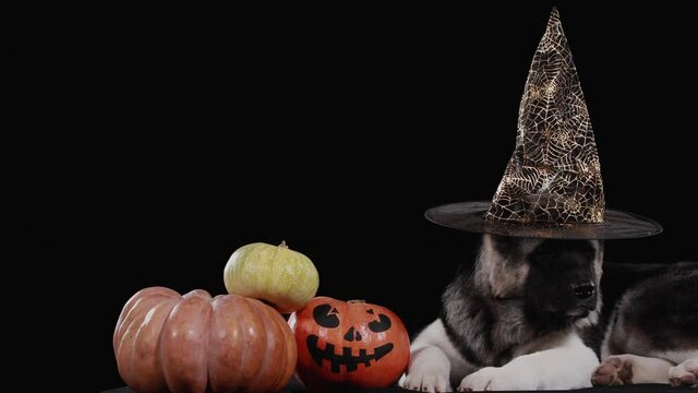 An American Akita wearing a Halloween hat lies next to three pumpkins, one of which has a scary face painted on it. Dog in the studio on a black background. Funny Halloween card. Close up.