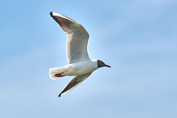 Fototapeta premium bird, seagull, sky, flight, seagull, flight, seagull in flight, close up, blue, sea, fly, nature, animal, wings, freedom, white, wing, wildlife, beak, air, summer, birds, feather, Wild, seagulls, bea