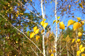  autumn, leaf, maple, leaves, nature, tree, yellow, season, red, orange, isolated, color, plant, forest, foliage, bright, seasonal, colorful, branch, natural, october, green, oak, oak leaf, sun , ligh